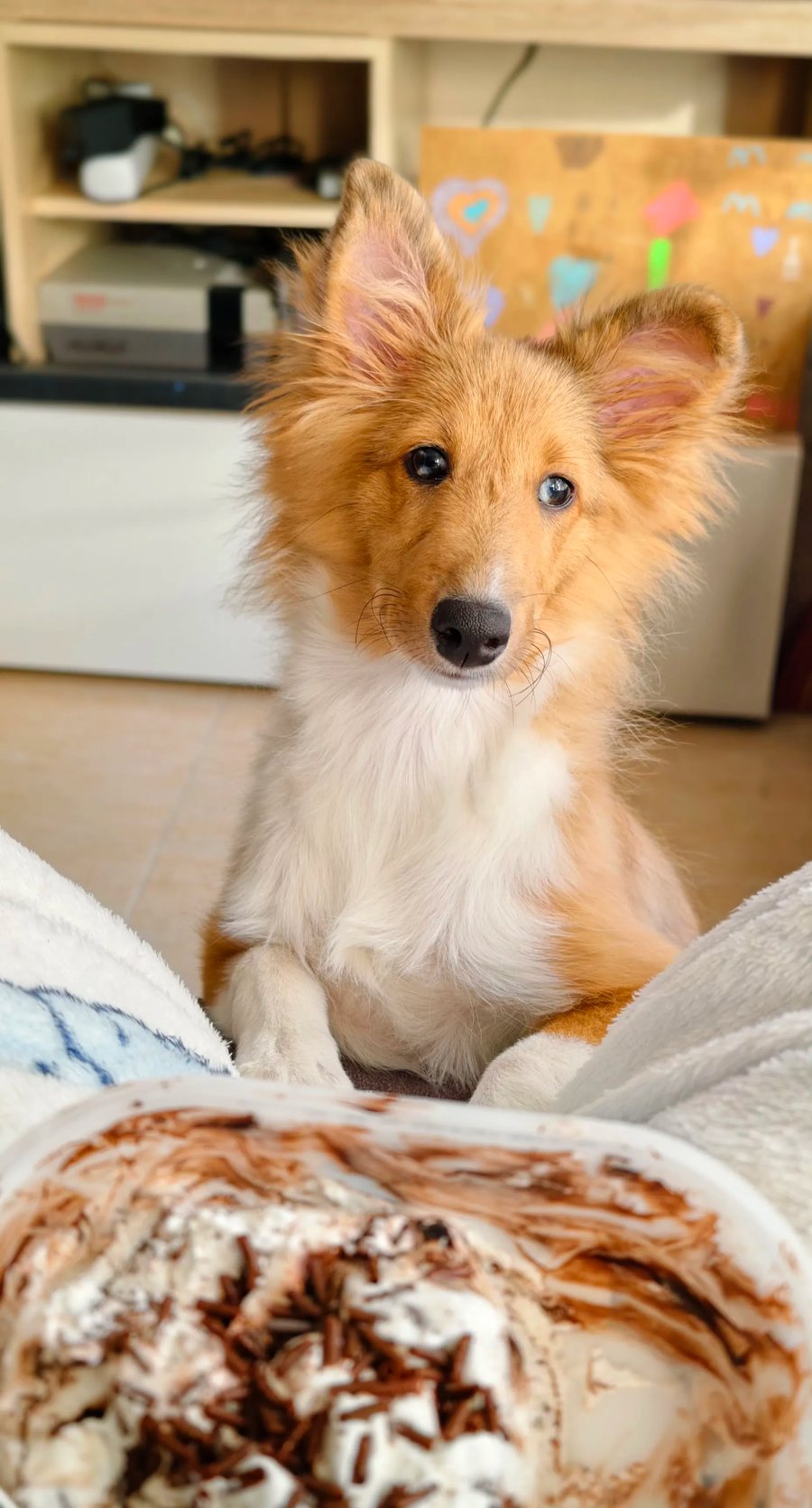 A Area, uma cachorra sheltie, a inclinar a cabeça junto a uma caixa de gelado