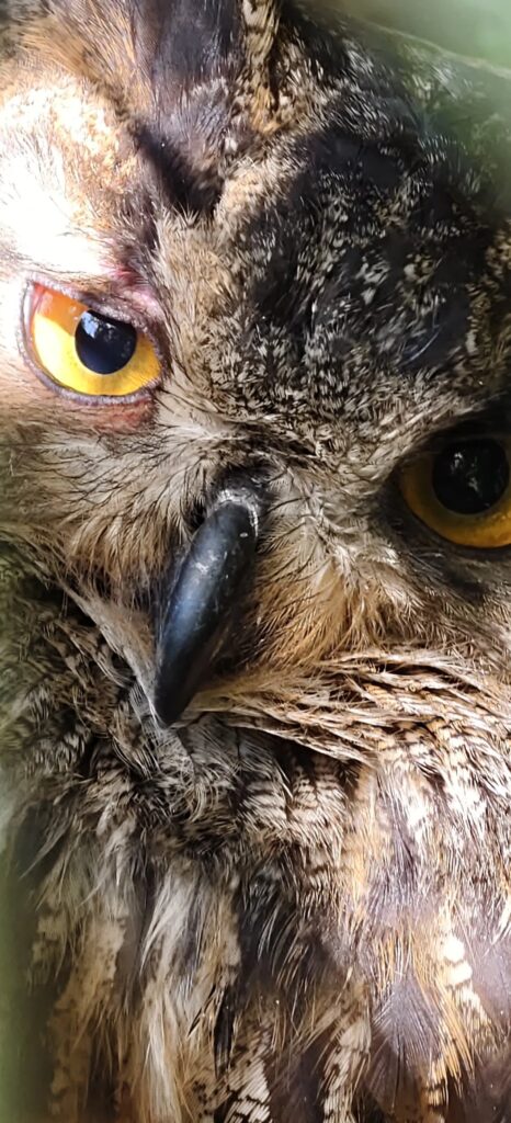 Close-up of a Eurasian eagle-owl's face, one orange eye and its dark beak filling the frame