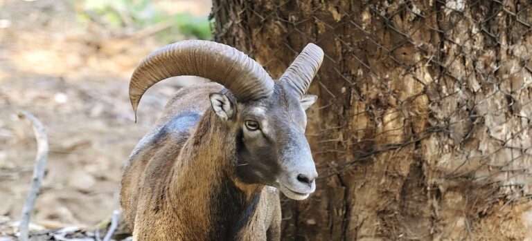 Mouflon ram with thick curled horns standing beside a tree trunk