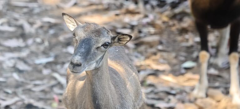 Female mouflon looking towards the camera on a bed of dry leaves