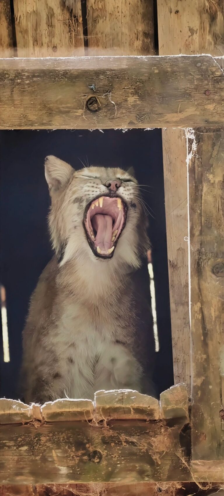 Lynx yawning widely inside a wooden shelter, eyes closed and teeth showing