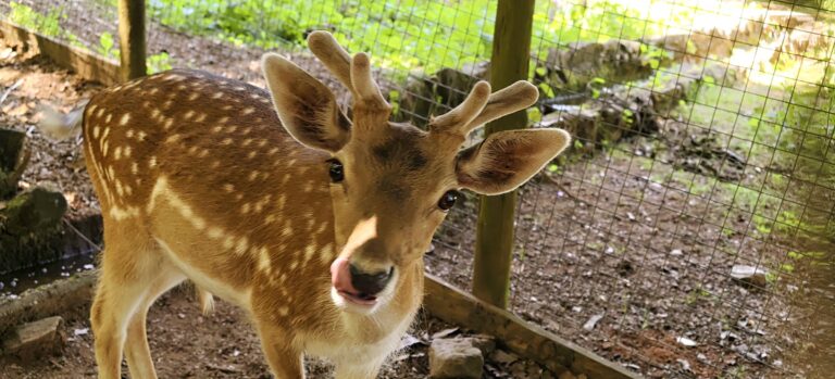 Young fallow deer with antlers in velvet, licking its nose, behind a wire enclosure
