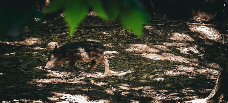 Wild boar piglet walking across the forest floor in patches of sunlight, nose to the ground