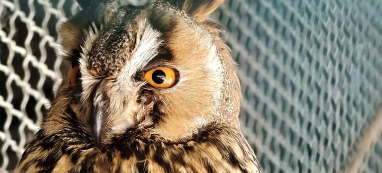 Eurasian eagle-owl with one eye closed, as if winking, against a blurred wire fence