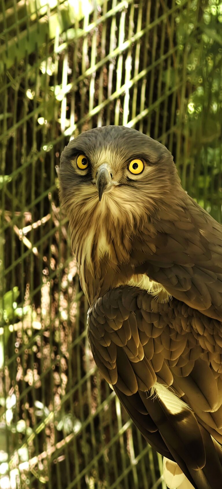 Short-toed snake eagle with bright yellow eyes looking straight at the camera in front of a wire aviary