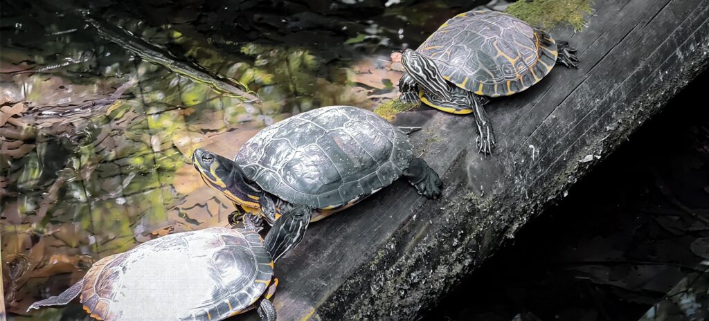 Three turtles with yellow-striped heads basking in a row on a wet log above dark water