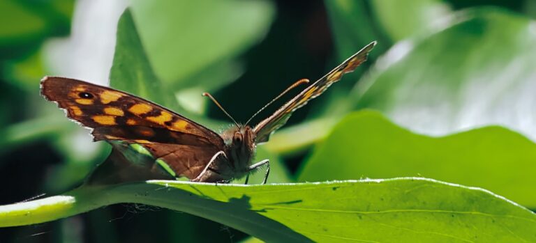Brown butterfly with orange patches and an eyespot resting on a green leaf, seen head-on