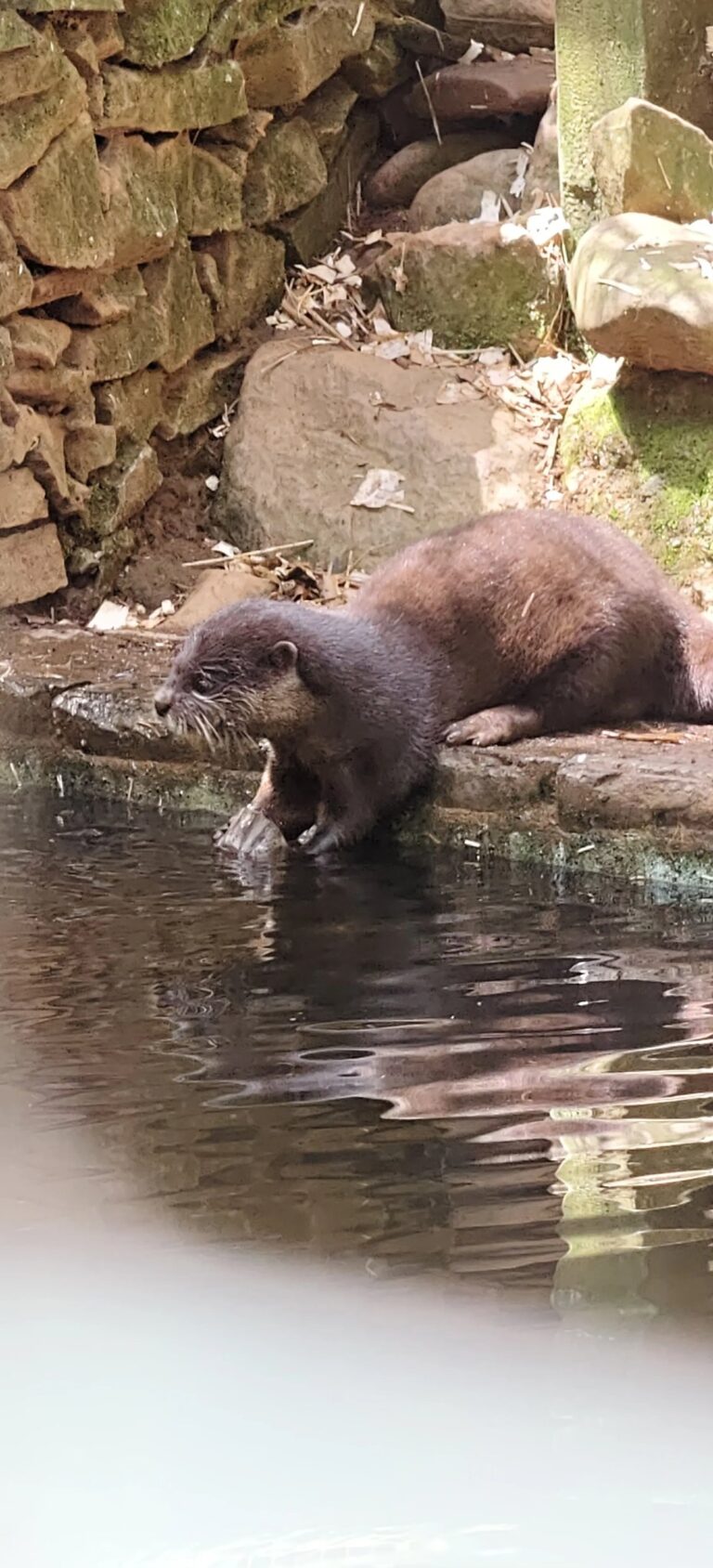 Eurasian otter sitting at the edge of a pond, wet whiskers, reflections in the water