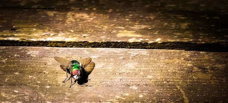 Metallic green fly with red eyes standing on a sunlit stone surface