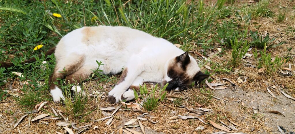 Colourpoint cat asleep on its side in the grass, dark face and paws, white body