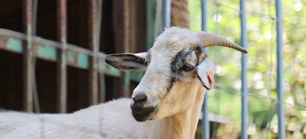 Goat with curved horns and an orange ear tag in front of a wire fence