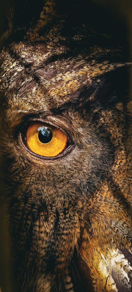 Extreme close-up of an eagle-owl's yellow eye surrounded by patterned brown feathers