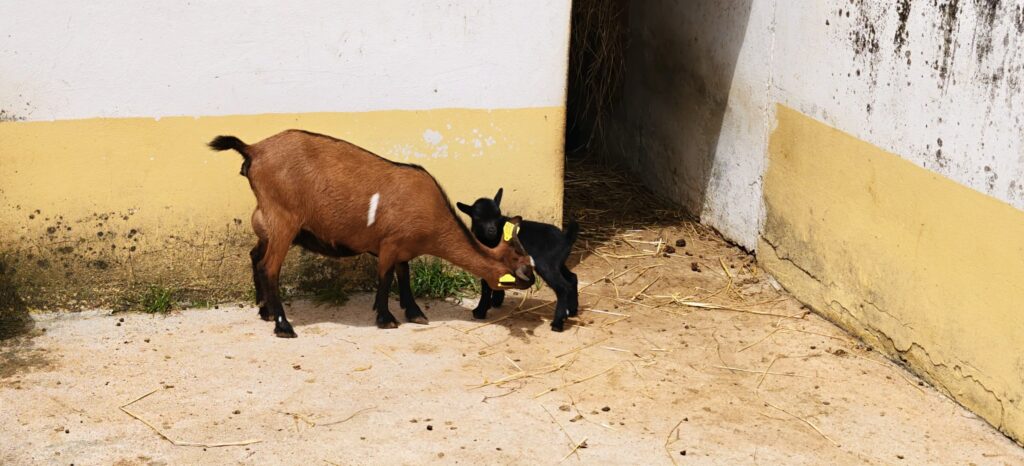 Brown goat nuzzling a small black kid against a yellow and white wall