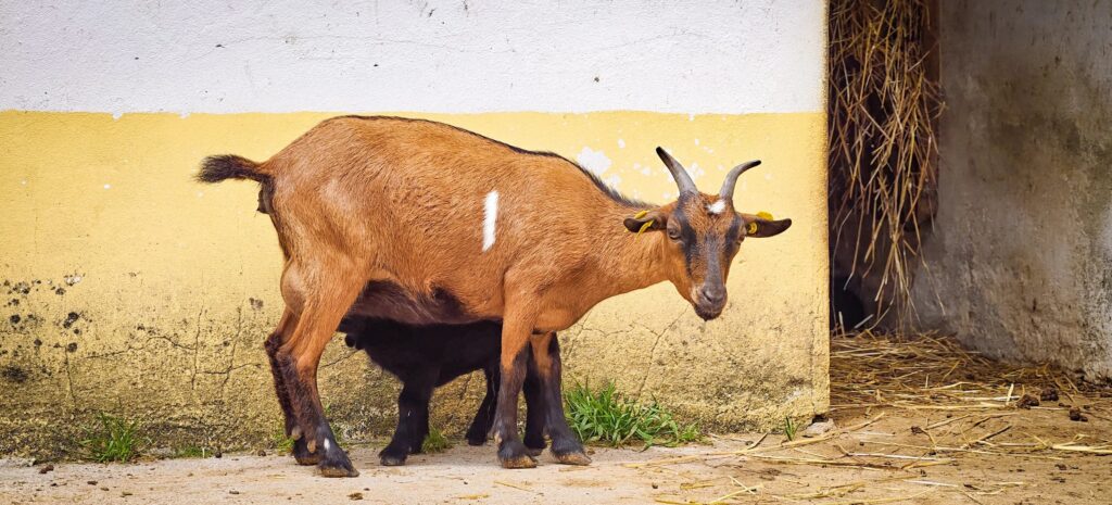 Brown goat standing still while a black kid nurses underneath her