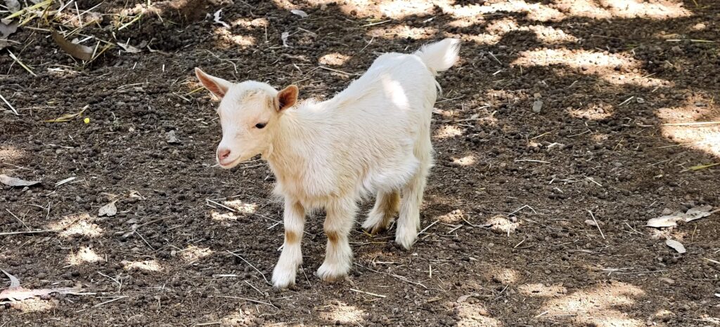Small white goat kid standing on dark earth in dappled shade