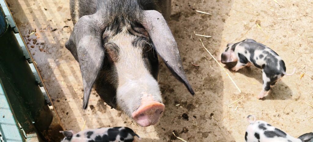 Large sow with long floppy ears looking up at the camera, spotted piglets around her