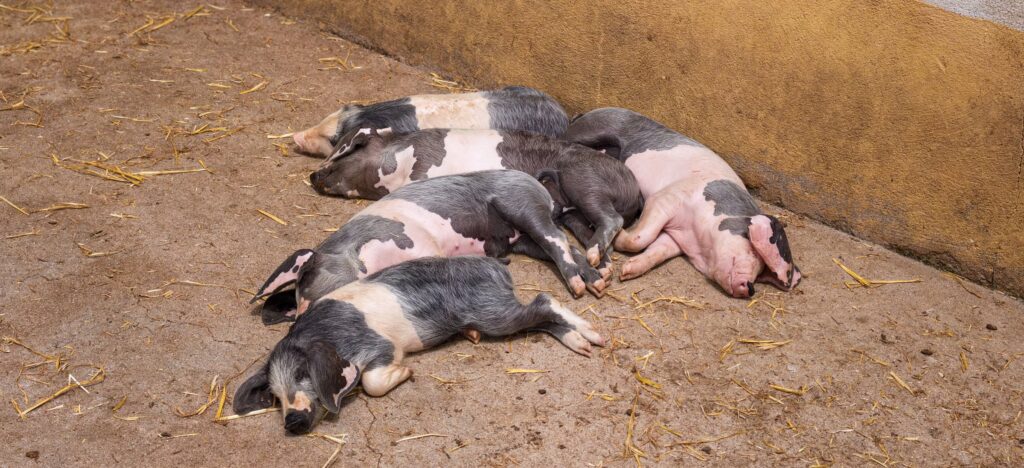 Five grey and pink pigs asleep side by side against a yellow wall