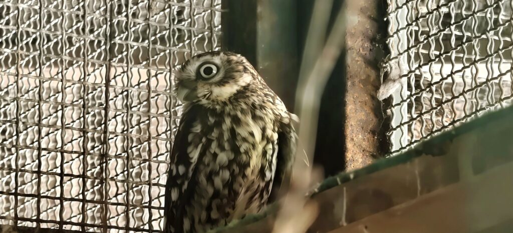 Little owl perched in an aviary, turning its head with one wide pale eye towards the camera
