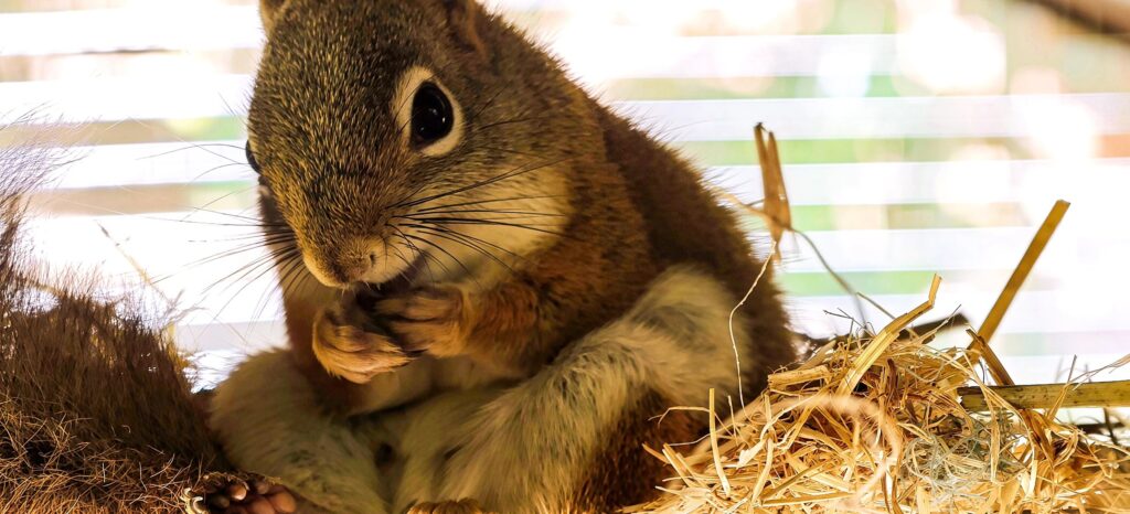 Red squirrel sitting on straw, holding food in its front paws and looking at the camera