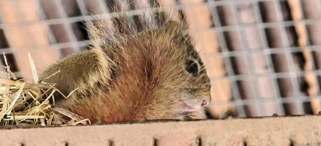 Red squirrel curled up in a straw nest behind a wire mesh, eyes half closed