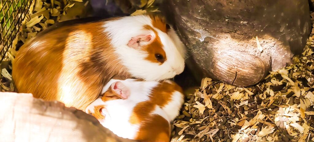 Two brown and white guinea pigs huddled together on wood shavings