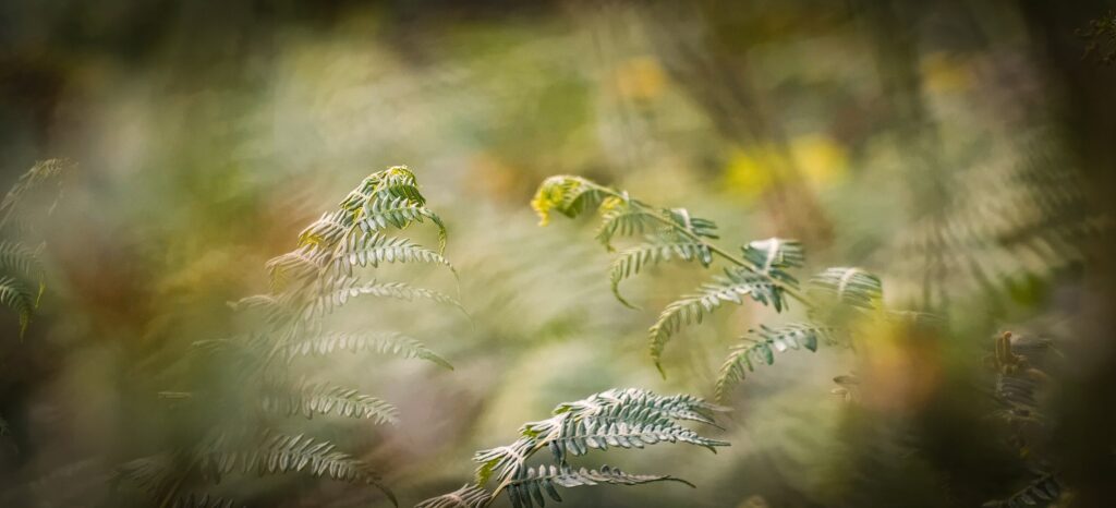 Frondes de feto a desenrolar-se sobre um fundo desfocado verde e dourado