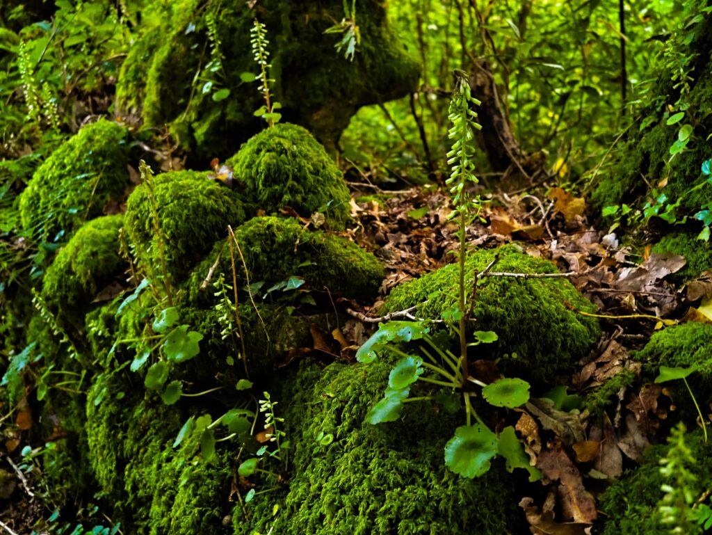 Pedras cobertas de musgo com folhas redondas de umbigo-de-vénus e altas espigas de flores entre folhas secas de carvalho
