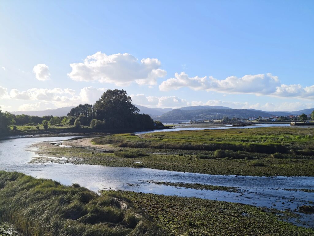 Canal de maré a serpentear pelo sapal na maré baixa, com um maciço de eucaliptos e montes arborizados sob nuvens brancas