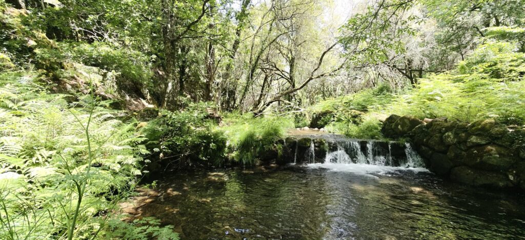 Pequena cascata a cair sobre um açude de pedra com musgo para uma poça transparente, entre fetos e árvores