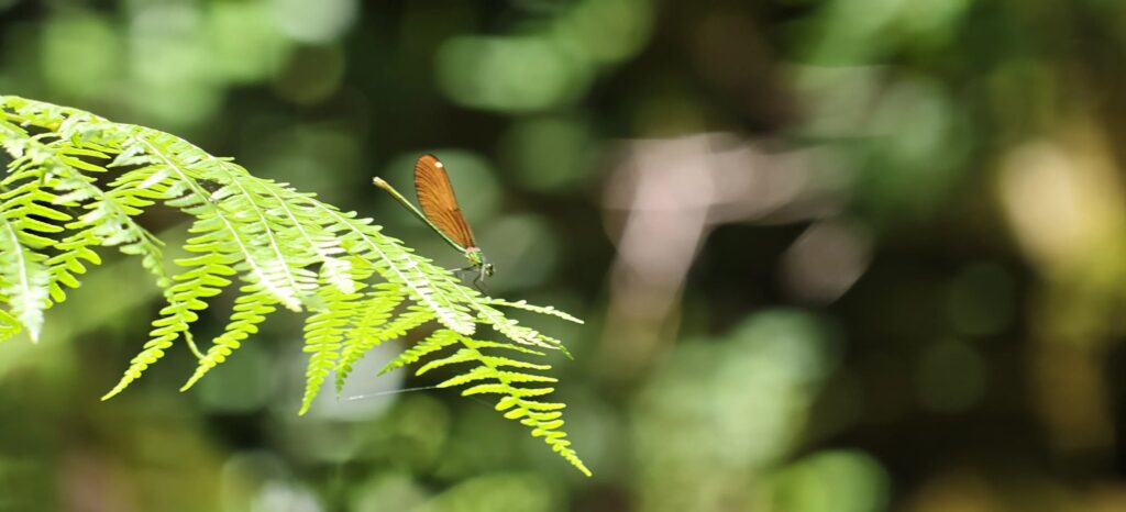 Fêmea de Calopteryx virgo com o corpo verde metálico e as asas âmbar, pousada num feto luminoso