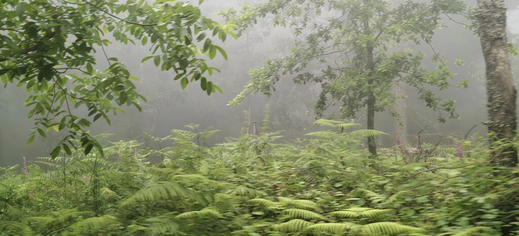 Fetos e dedaleiras cor-de-rosa num bosque com nevoeiro na Serra da Lousã, com árvores a desaparecer no nevoeiro branco