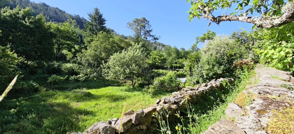 Prado soalheiro com árvores de fruto e um muro de pedra seca com musgo por baixo de uma encosta de pinheiros