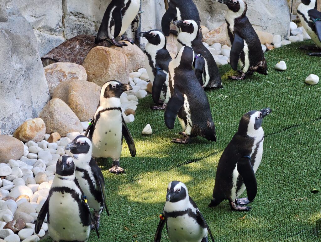 Grupo de pingüíns africanos de pé sobre céspede artificial entre rochas claras