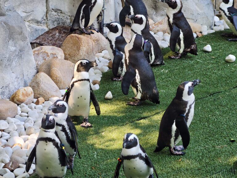 Group of African penguins standing on artificial grass among pale rocks
