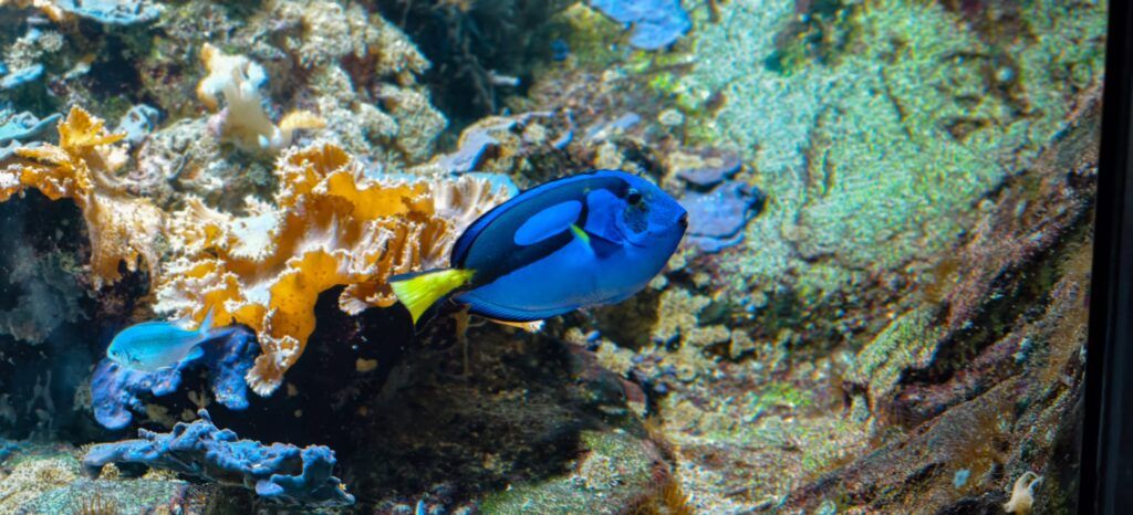 Peixe cirurxián azul nadando xunto a un coral laranxa nun acuario de arrecife