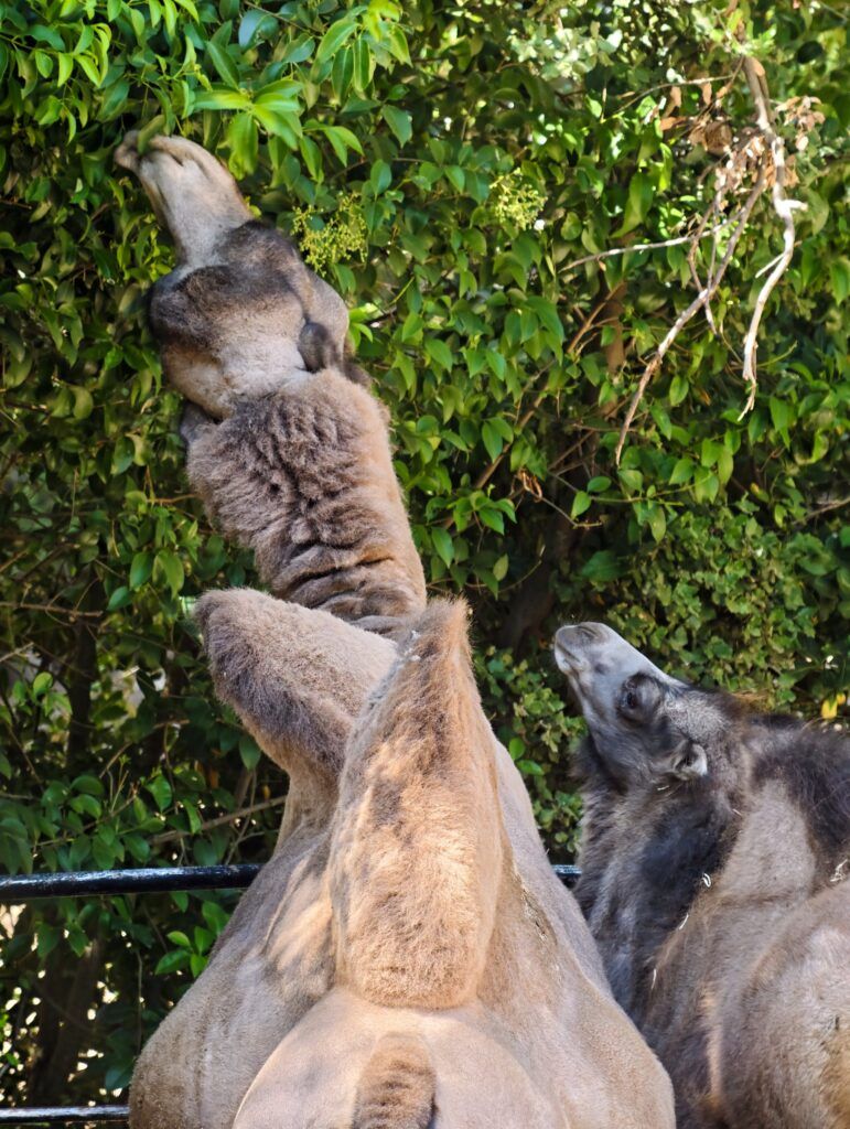 Dous camelos coa cabeza erguida tocándose o fociño entre follas verdes