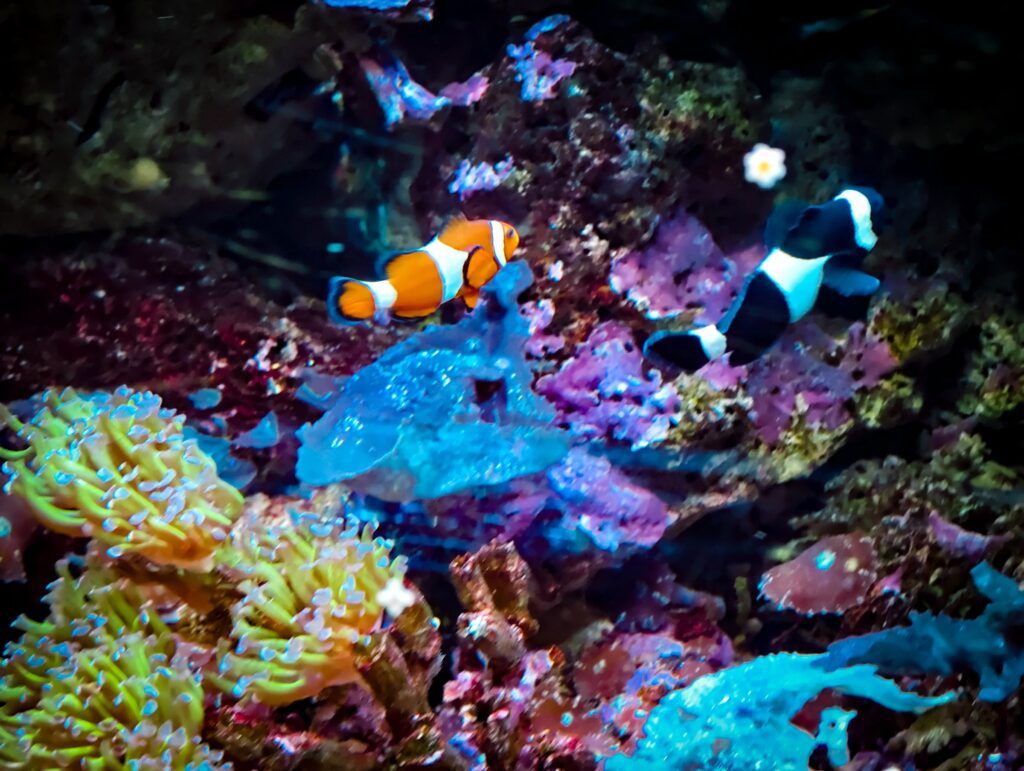 Peixes pallaso laranxas e brancos nadando entre corais e anémonas nun acuario colorido