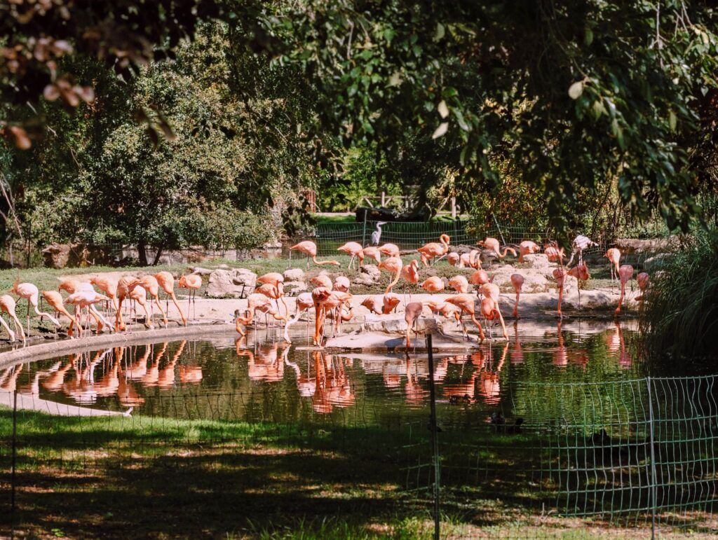 Bandada de flamengos nun estanque baixo as árbores, con reflexos rosa na auga