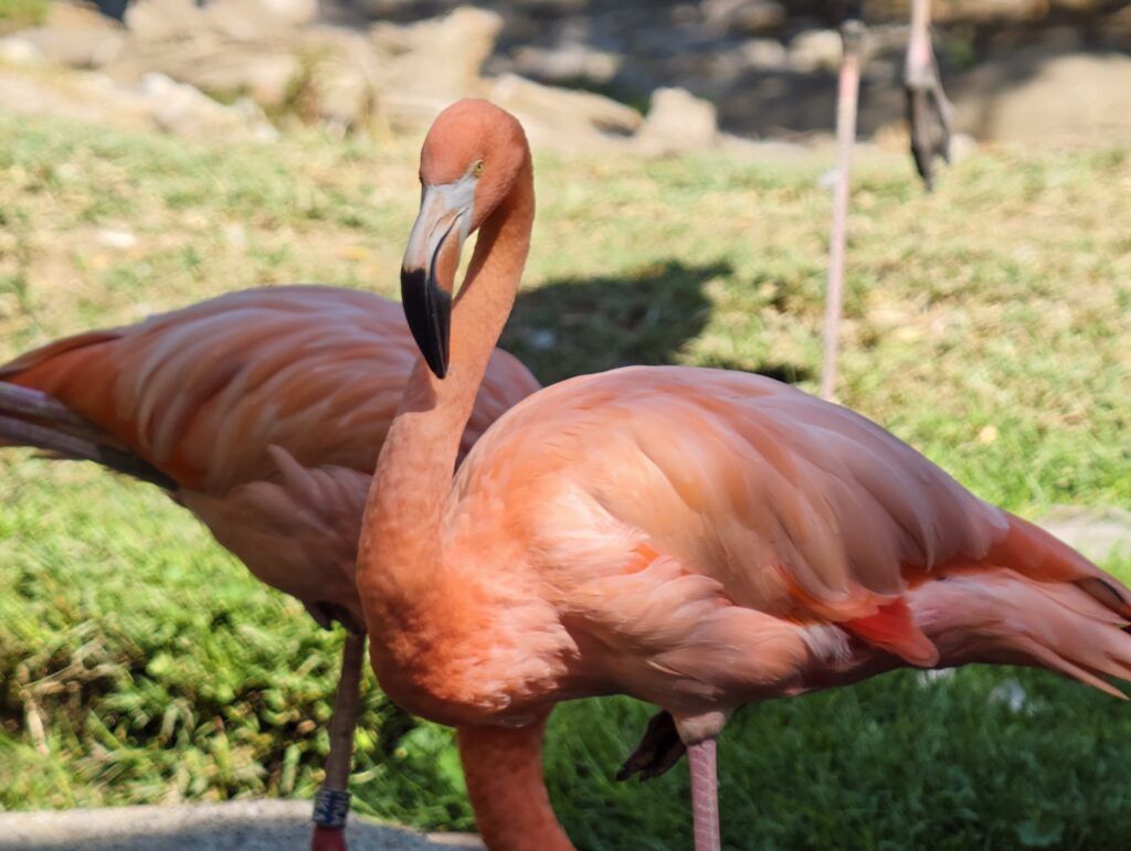 Dous flamengos dun rosa intenso de perfil sobre o céspede, un co peteiro curvo virado cara á cámara