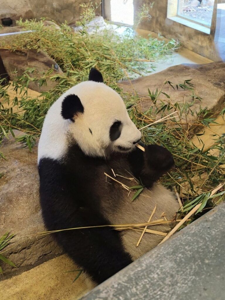 Panda xigante sentado entre bambú, levando un talo á boca