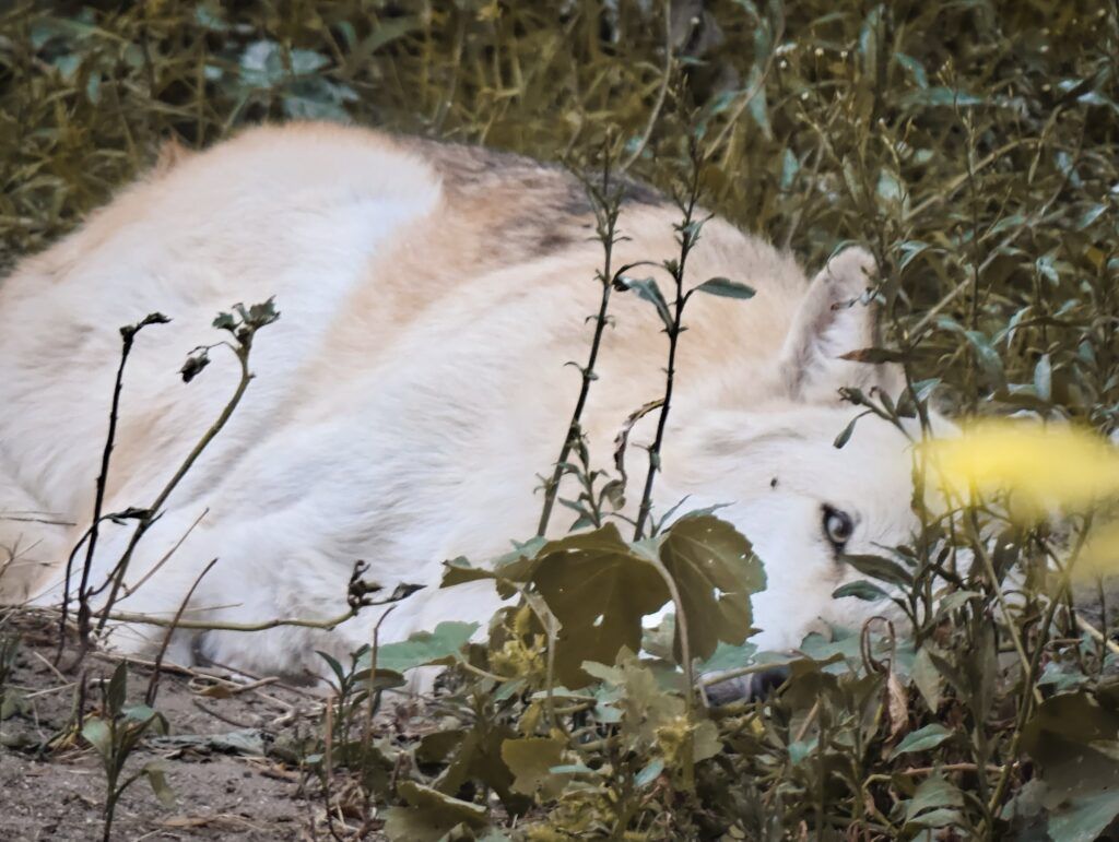 Lobo de pelaxe clara durmido no chan, enroscado entre plantas secas
