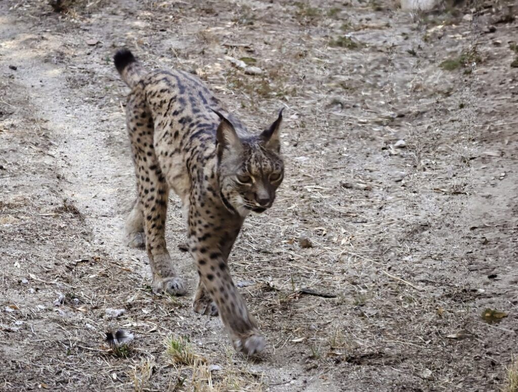 Lince ibérico camiñando sobre terra seca, cos pinceis das orellas e a pelaxe moteada ben enfocados