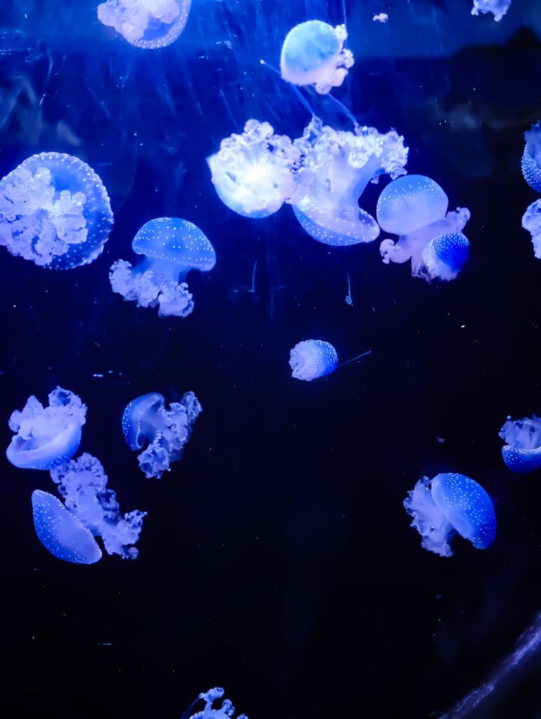 Ducias de medusas translúcidas flotando sobre un fondo azul intenso