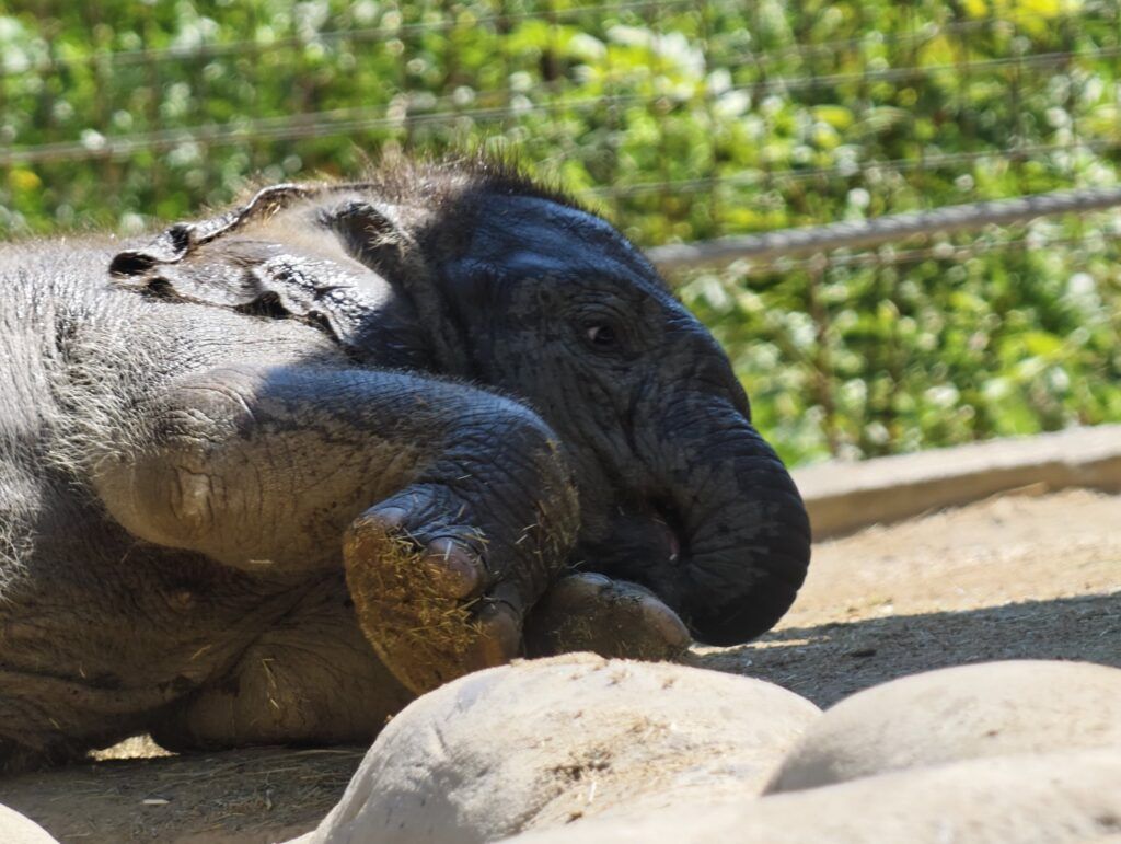 Cría de elefante deitada de lado cunha pata dianteira sobre a trompa e o ollo aberto cara á cámara