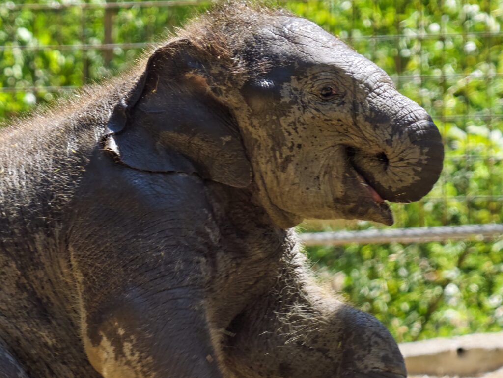 Primeiro plano da cría de elefante deitada, cuberta de lama, coa boca aberta coma se sorrise