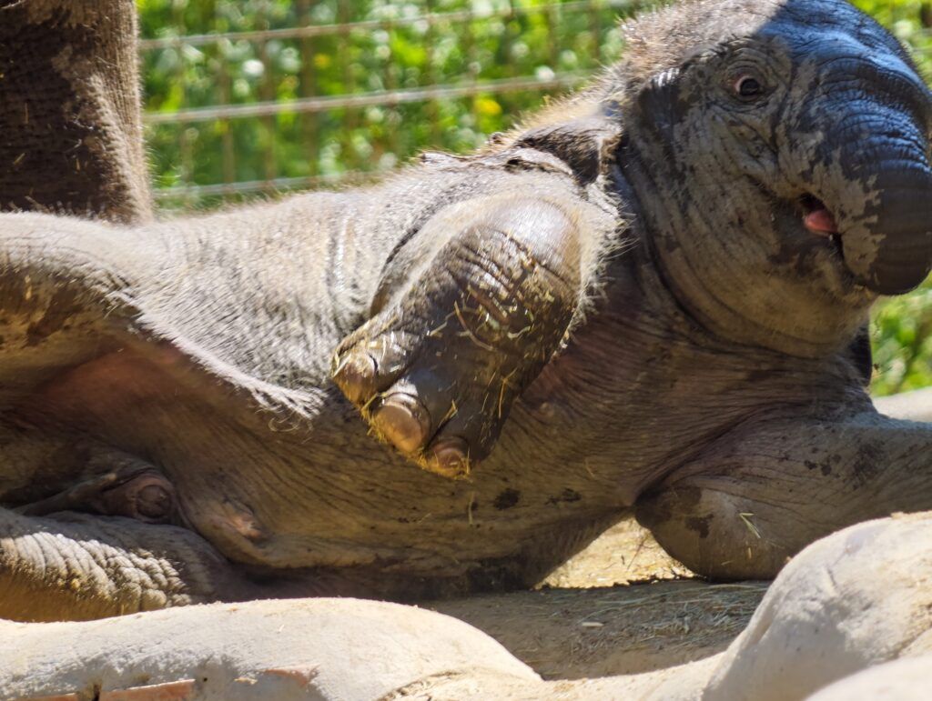 Cría de elefante deitada de lado na terra, coa trompa enroscada sobre a cara