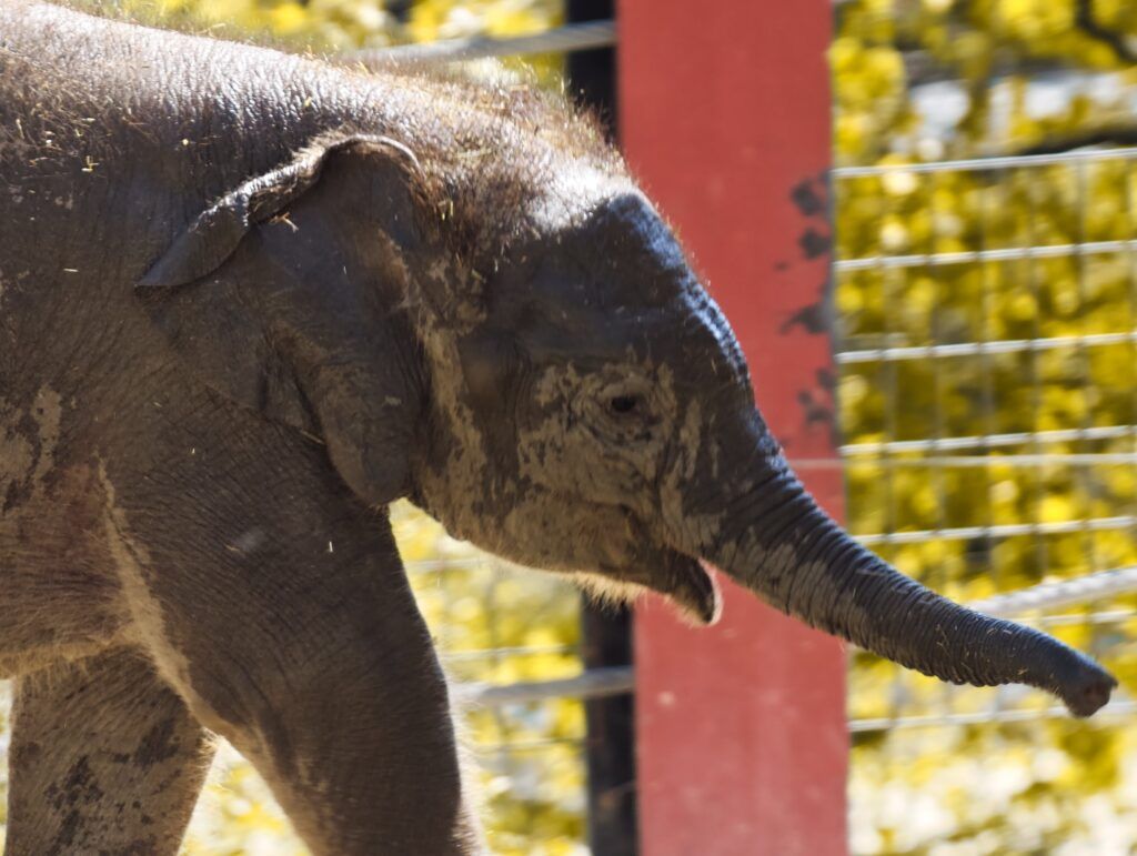 Cría de elefante camiñando de perfil coa trompa estirada cara adiante e un poste vermello detrás