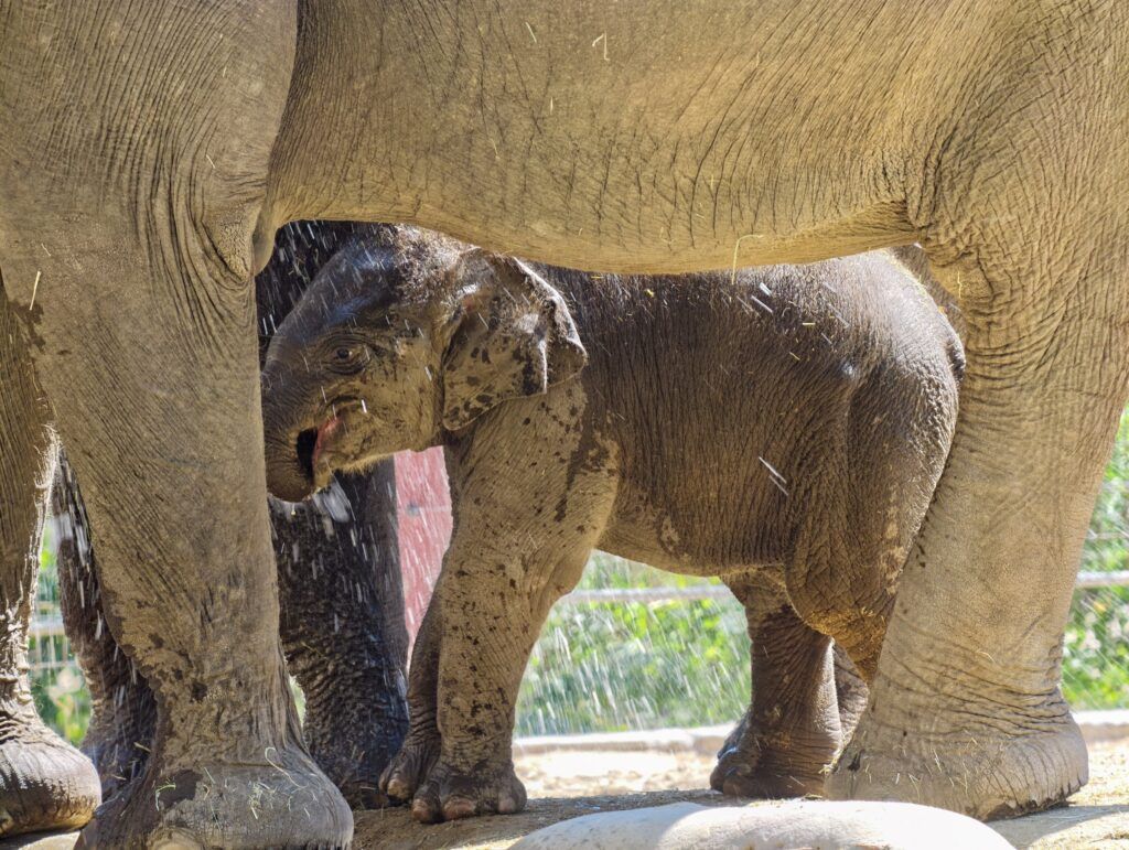 Cría de elefante de Sumatra de pé entre as patas dun elefante adulto