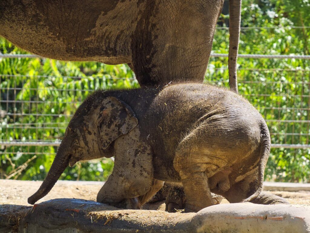 Cría de elefante camiñando baixo o corpo dun adulto, coa trompa enroscada cara ao chan