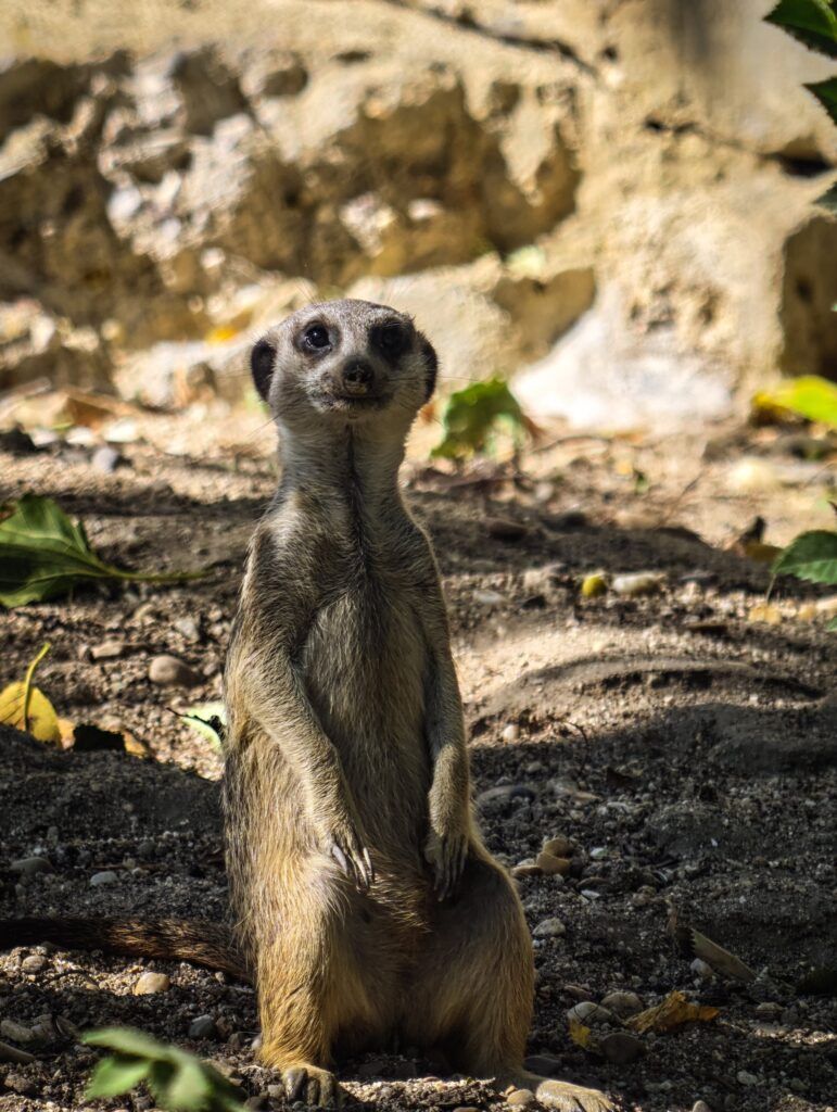 Suricata erguida sobre as patas traseiras nun chan areento, vixiando